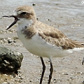 Greater Sand Plover 1W? Juv feathers on coverts<br />Kowa TSN4 + Sony DSC W100